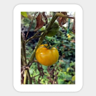 Yellow tomato Sticker